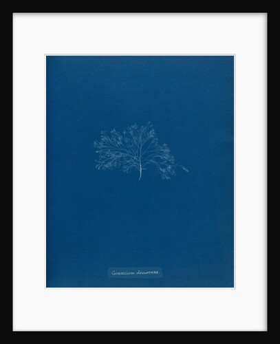 Ceramium circinatum by Anna Atkins