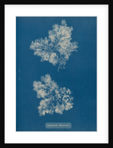 Ceramium circinatum by Anna Atkins