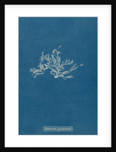 Ceramium diaphanum by Anna Atkins