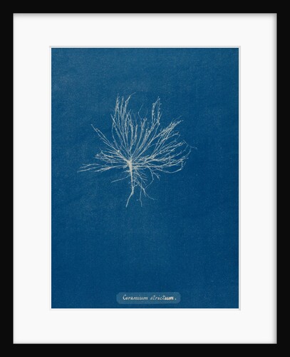 Ceramium deslongchampsii by Anna Atkins