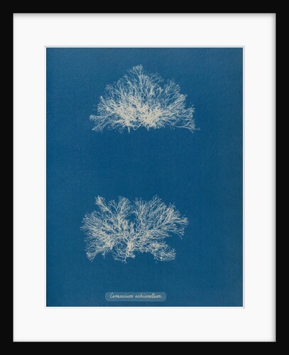 Ceramium echionotum by Anna Atkins