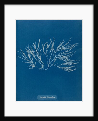 Spyridia filamentosa by Anna Atkins