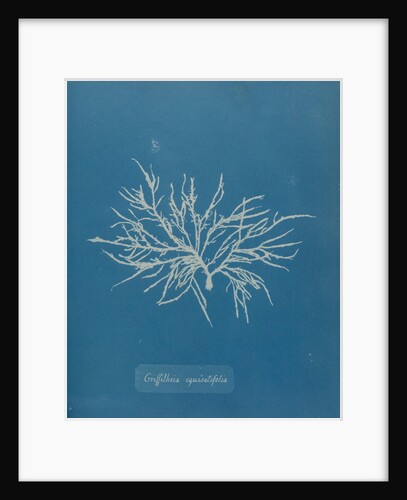 Halurus equiesetifolius by Anna Atkins