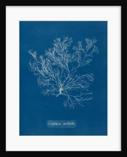 Whorled bush weed by Anna Atkins