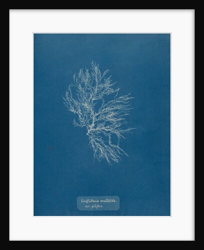 Whorled bush weed by Anna Atkins