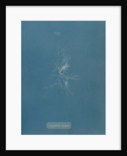 Bearded red seaweed by Anna Atkins