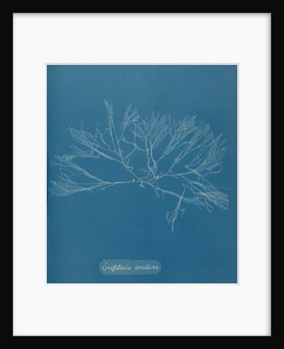 Griffthsia corallinoides by Anna Atkins