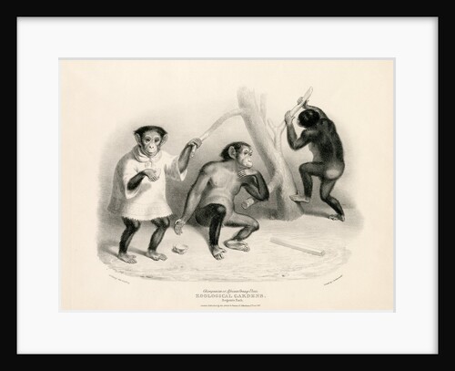 Chimpanzees by George Johann Scarf