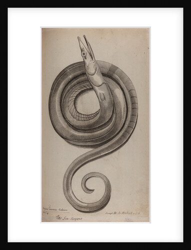 Serpent eel by Unknown