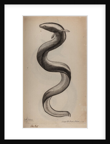 European eel by Unknown