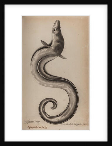 European conger eel by Unknown