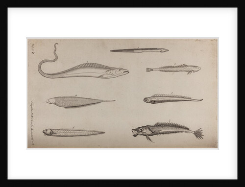 Various fish species by Unknown