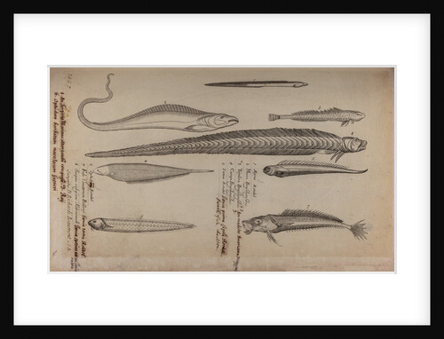 Various fish species by Unknown
