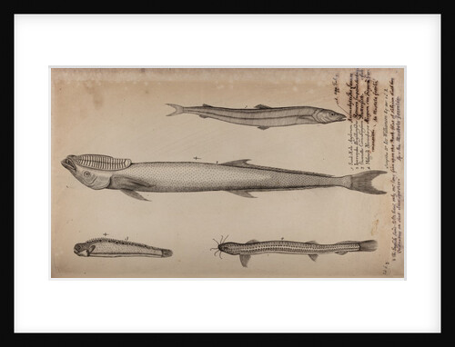 Various fish species by Unknown