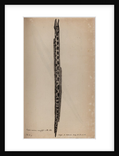 Tiger snake eel by Unknown