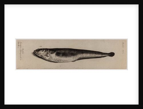 Snakeblenny by Unknown