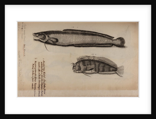 Burbot and tompot blenny by Unknown
