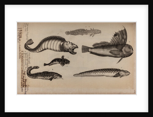Various fish species by Unknown