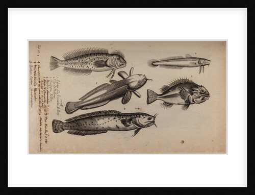 Various fish species by Unknown