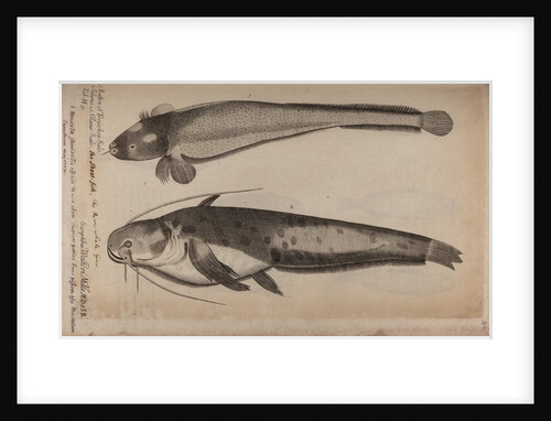 Burbot and wels catfish by Unknown