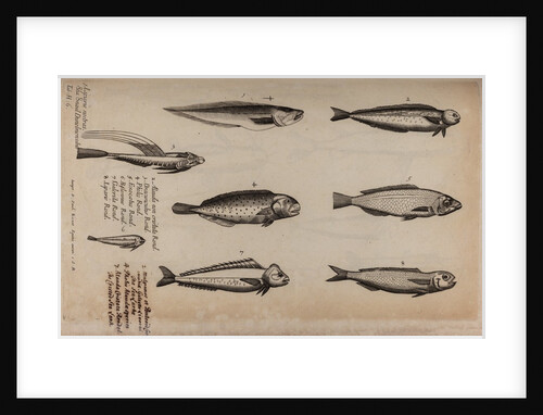Various fish specimens by Unknown