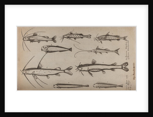 Various fish specimens by Unknown