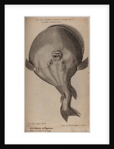 Globefish by Unknown