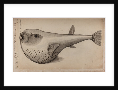 Globefish by Unknown