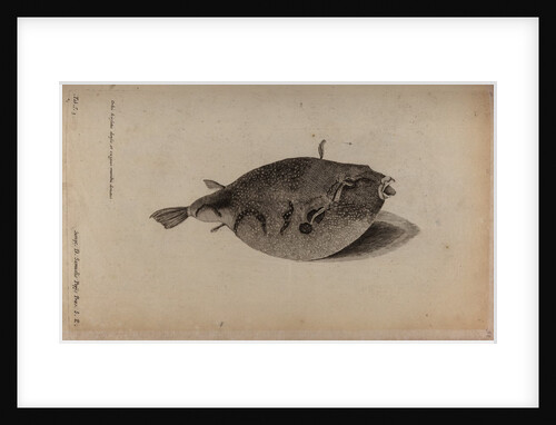 Globefish by Unknown