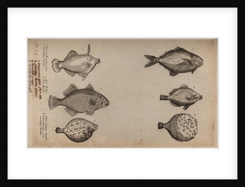 Globefish by Unknown