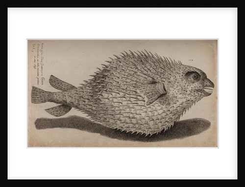 Globefish by Unknown