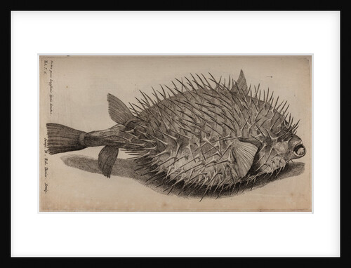 Globefish by Unknown