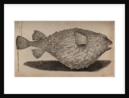 Globefish by Unknown