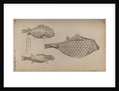 Boxfish by Unknown