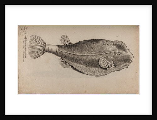 Boxfish by Unknown