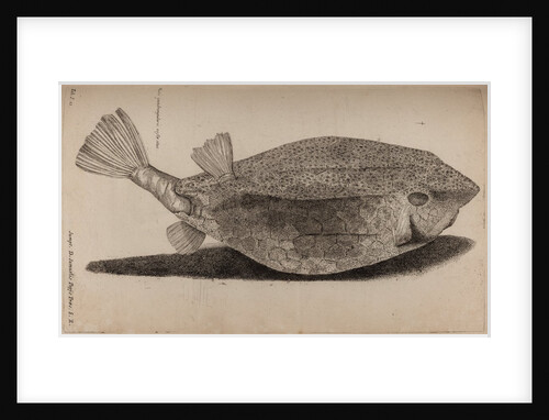 Boxfish by Unknown