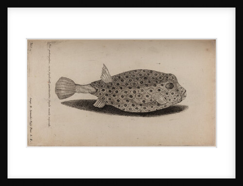 Spotted trunk fish by Unknown