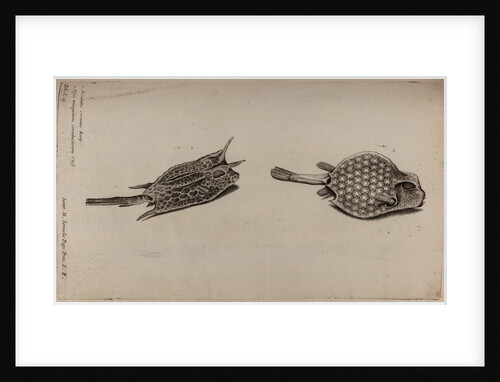 Horned boxfish and scorpionfish by Unknown