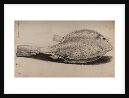 Four-horned trunkfish by Unknown