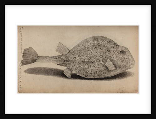 Smooth trunkfish by Unknown