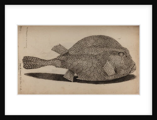 Spotted boxfish by Unknown