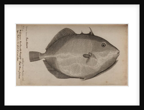 Grey triggerfish by Unknown