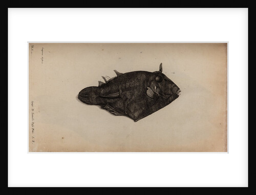 Long-spine porcupinefish by Unknown
