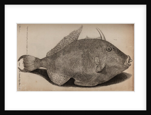 Grey triggerfish by Unknown