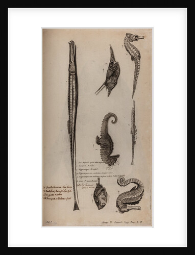 Various fish species by Unknown