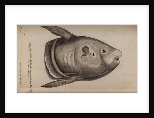 Sunfish by Unknown