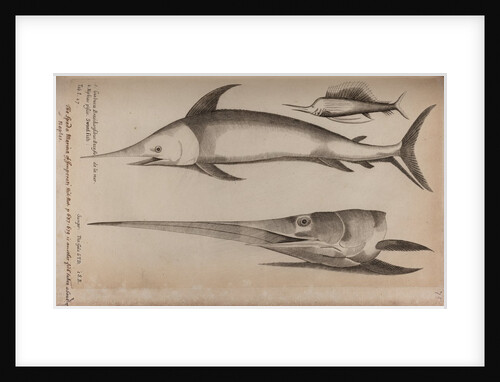 Sailfish and swordfish by Unknown