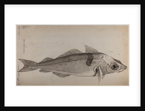 Haddock by Unknown