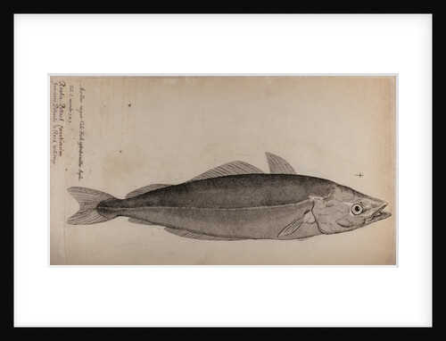 Coalfish by Unknown