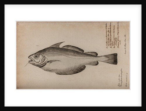 Pout whiting by Unknown